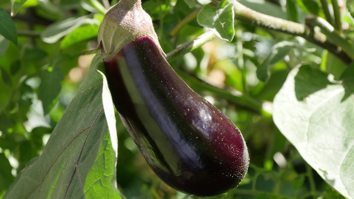 Eine reife Aubergine hängt an einem Strauch.