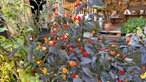 Eine Chilipfanze steht im Garten in einem Hochbeet.