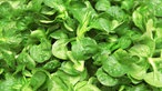 Der Feldsalat ist eine sehr anspruchslose Pflanze.