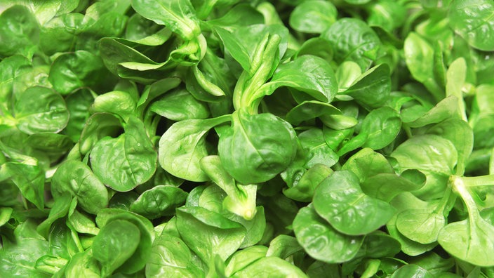 Der Feldsalat ist eine sehr anspruchslose Pflanze.