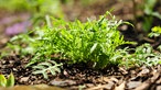 Rucola ist besonders Winter- und Frosthart.