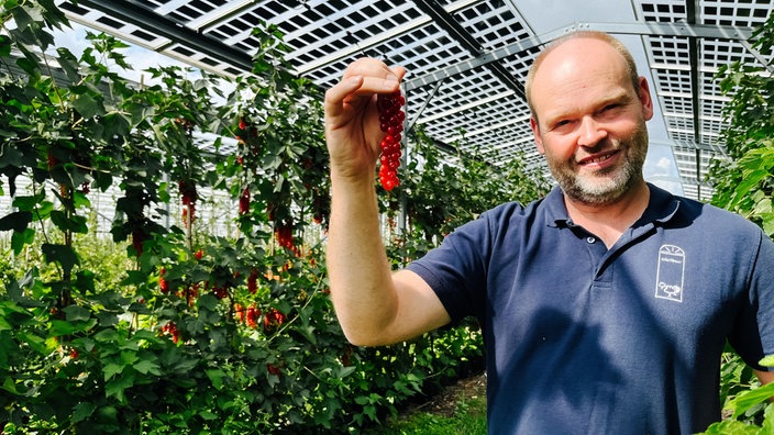 Obstbauer Alexander Grothues steht vor seinen Johannisbeerpflanzen und hält einen Zweig mit roten Früchten in der Hand. Über den Pflanzen befinden sich Solarpanele.