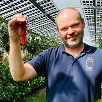 Obstbauer Alexander Grothues steht vor seinen Johannisbeerpflanzen und hält einen Zweig mit roten Früchten in der Hand. Über den Pflanzen befinden sich Solarpanele.