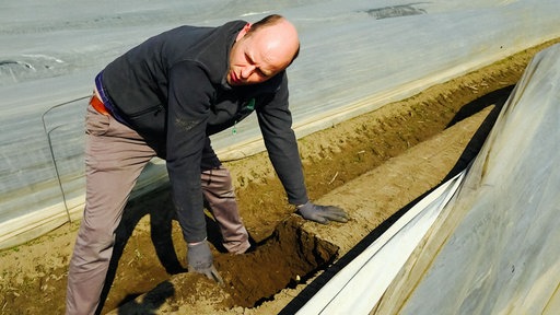 Ein Mann ist über ein Spargelbeet gebeugt 