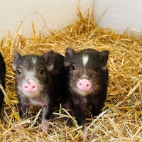 Mehrere kleine schwarz-rosa Ferkel sitzen aufgeweckt im Stroh.