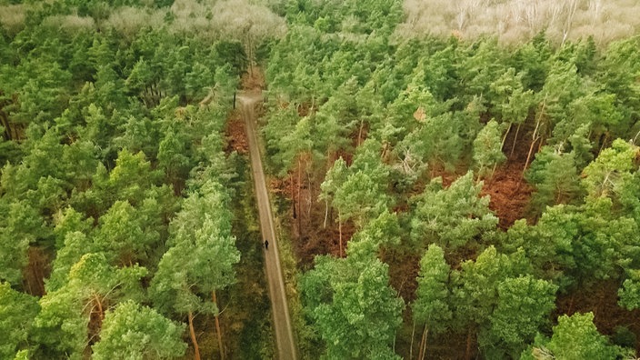 Ein schmaler Weg, der durch einen dichten, grünen Wald verläuft, mit einer einzelnen Person winzig klein in der Mitte des Pfads.