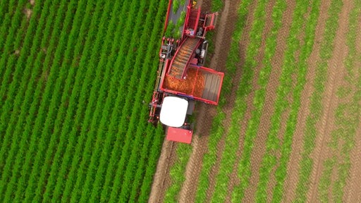 Eine große rote Landmaschine erntet Möhren vom Feld.
