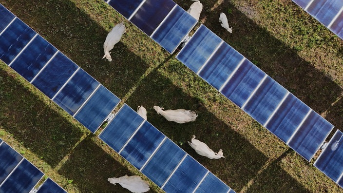 Reihen von Solarpanelen 