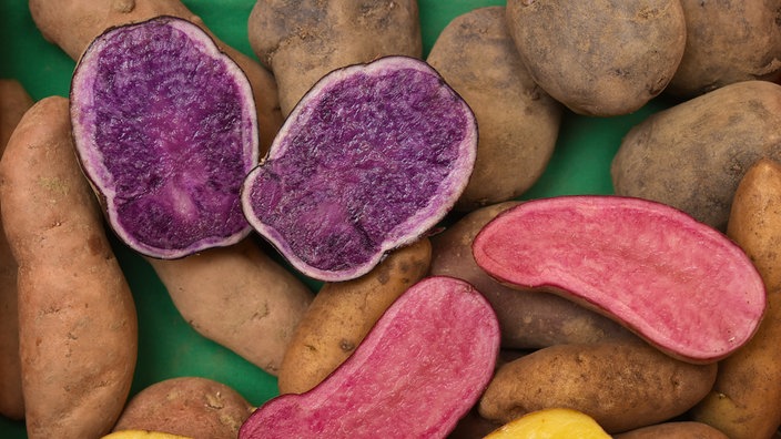 Kartoffeln der Sorten Siglinde (gelb), Blauer Schwede (blau/violett) und Rote Emmalie (rosa)