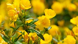 Blüten der Nachtkerze