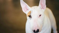 Bull-Terrier