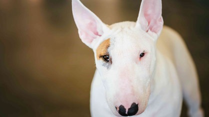 Bull-Terrier
