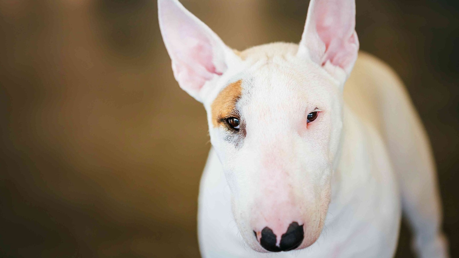 Bull-Terrier