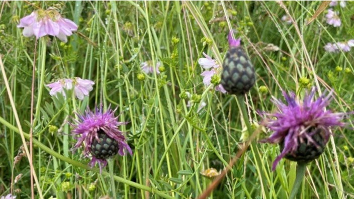 Naturbelassene Wiese im Naturschutzgebiet Zonser Grind