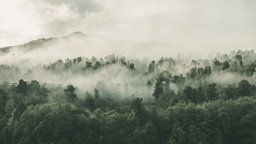 Regenwald mit Dunstschwaden