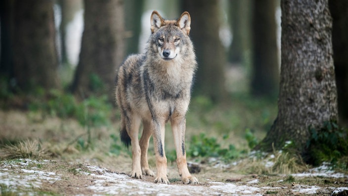 Ein Wolf (Canis Lupus Lupus) steht in einem Gehege in einem Wildpark