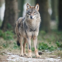 Ein Wolf (Canis Lupus Lupus) steht in einem Gehege in einem Wildpark